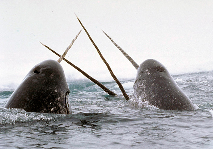 Narwhals of the Arctic Facts and Adaptations Monodon monoceros